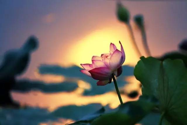 足球赌注软件APP