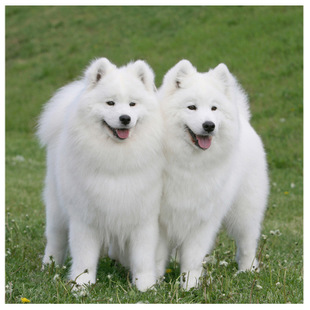 十大足球赌注软件