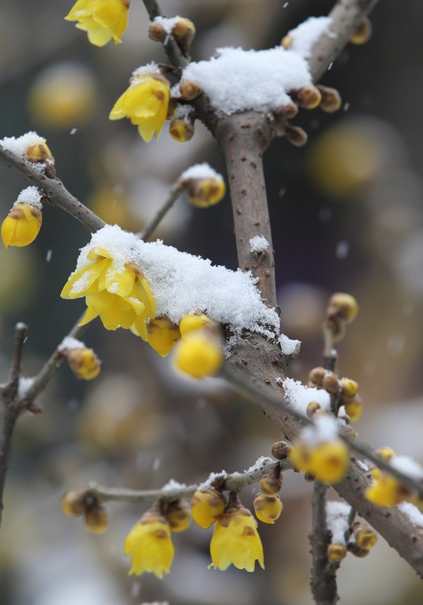 十大足球赌注软件排行榜